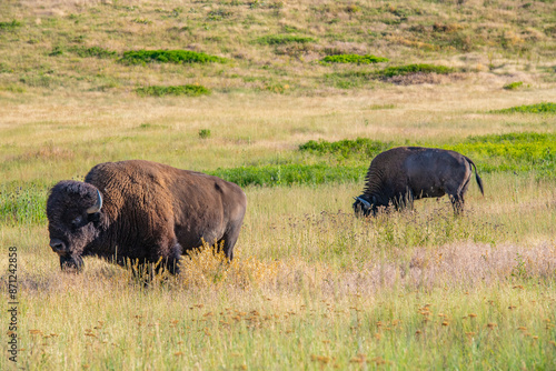 Big Bison on The Range