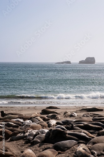 Elephant Seals on the Beach