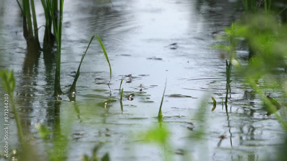 A group of water striders bouncing over the water of a paddy field. A group of water striders bouncing over the water of a paddy field.
