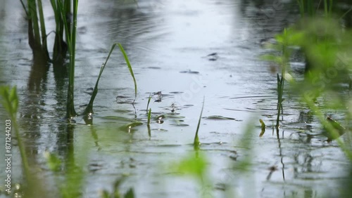 A group of water striders bouncing over the water of a paddy field.