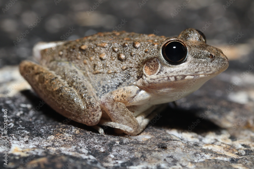 Obraz premium Bumpy rocket frog (Litoria inermis)