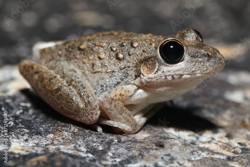 Bumpy rocket frog (Litoria inermis)