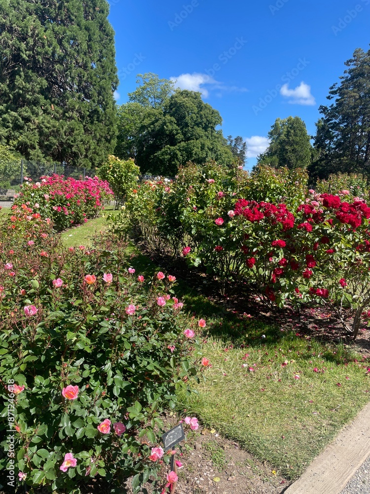 garden with flowers garden with flowers
