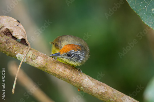 chorozinho-de-asa-vermelha (Herpsilochmus rufimarginatus) photo