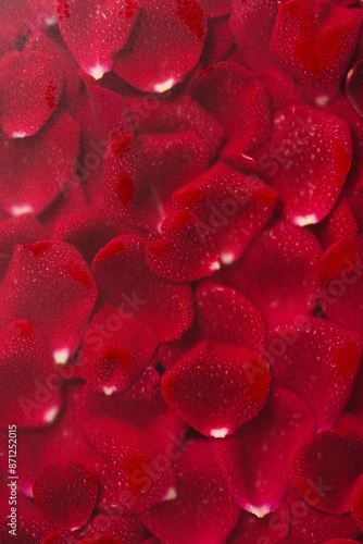 Moisty red rose petals background under frosted glass photo