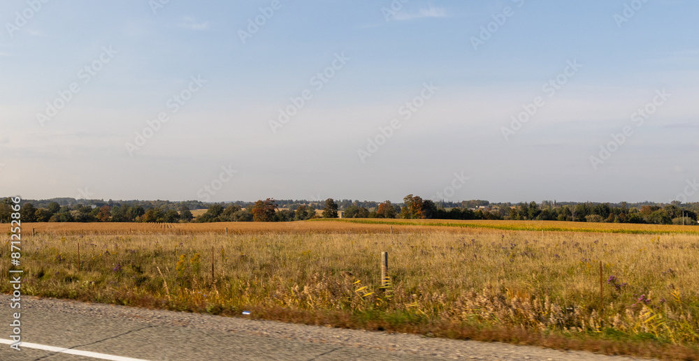 Obraz premium Golden wheat field under blue sky - fluffy clouds - rural landscape with trees and farmhouses in the distance - tranquil nature scene. Taken in Toronto, Canada.