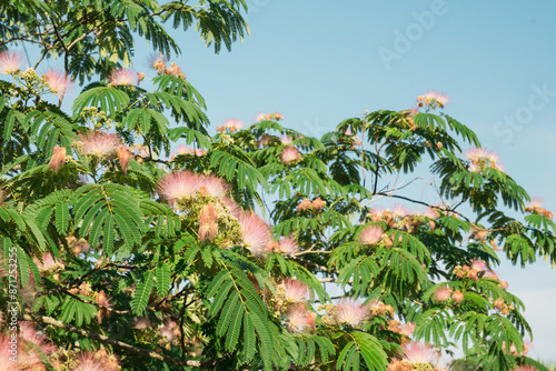 Tropical Mimosa Tree with Flowers photo