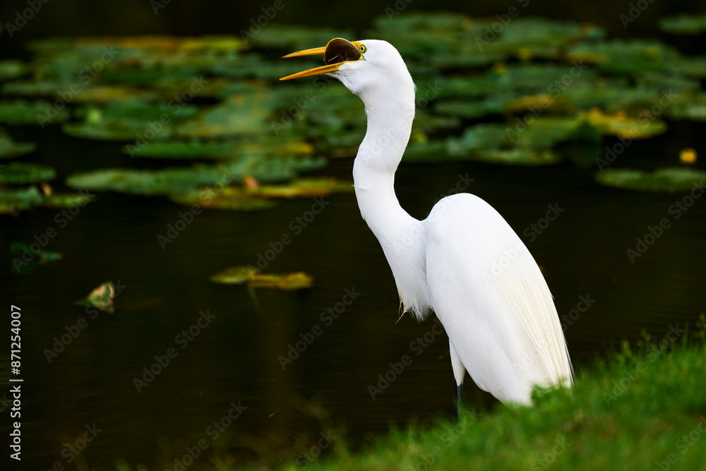 A Great Egret eats a soft-shelled turtle near a river.. A Great Egret eats a soft-shelled turtle near a river..