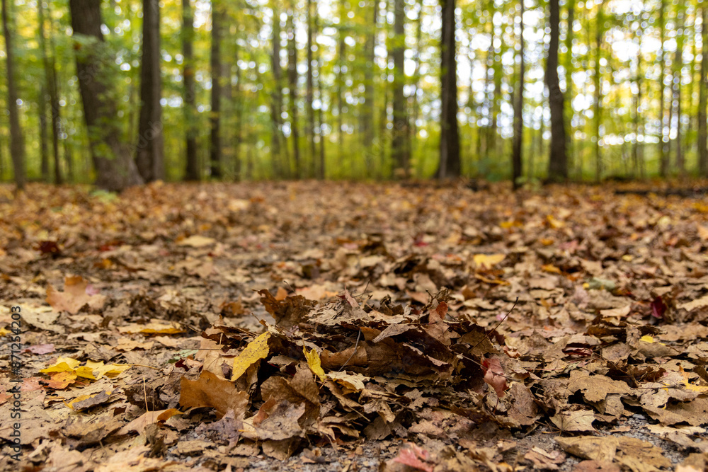 Pile of leaves - vibrant fall colors - slender trees backdrop - autumn leaves scattered on forest floor. Taken in Toronto, Canada. Pile of leaves - vibrant fall colors - slender trees backdrop - autumn leaves scattered on forest floor. Taken in Toronto, Canada.