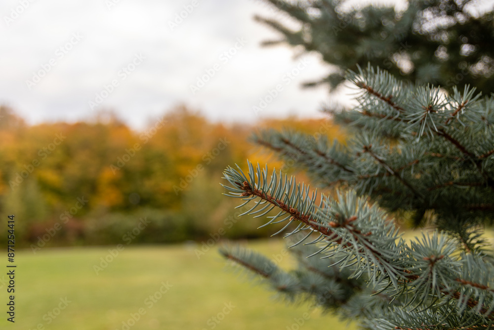 Close-up of blue spruce needles - vibrant fall colors contrast with evergreen foliage - serene natural setting. Taken in Toronto, Canada. Close-up of blue spruce needles - vibrant fall colors contrast with evergreen foliage - serene natural setting. Taken in Toronto, Canada.