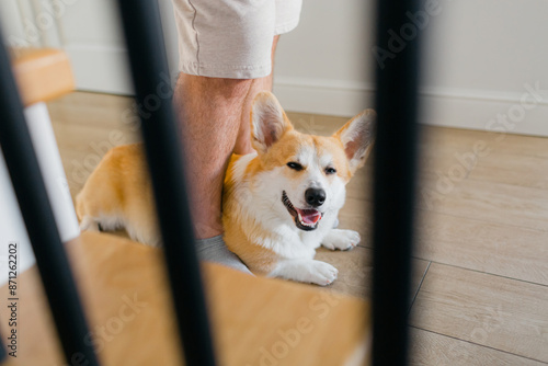 The closeup portrait of fun corgi dog laying at her owner's feet