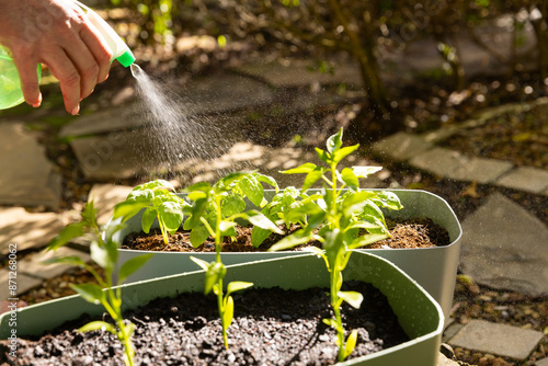 Watering plants in garden, person using spray bottle for gardening care, copy space