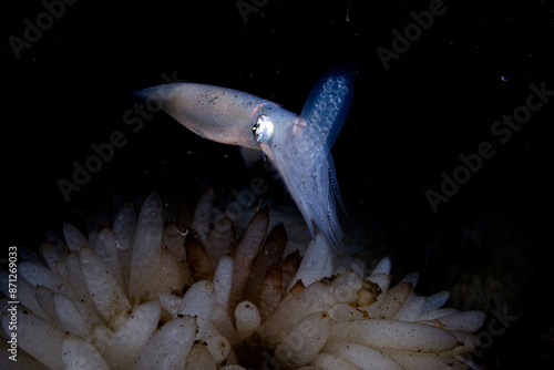 Egg-laying Squid