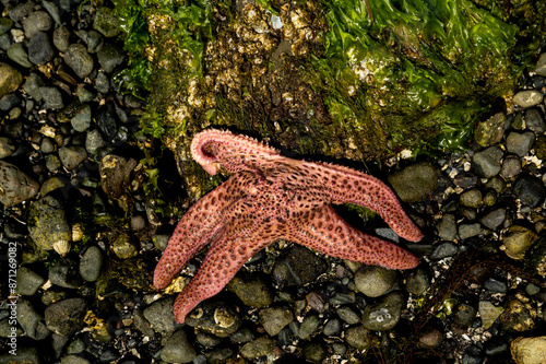 Climate Change Killed the Star photo