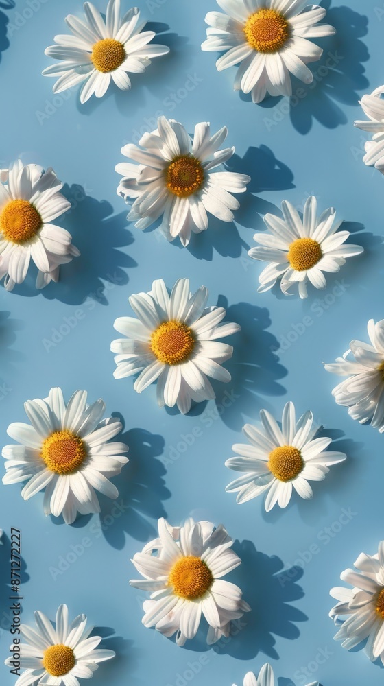 Daisies on blue background, flat lay. Spring and floral concept Daisies on blue background, flat lay. Spring and floral concept