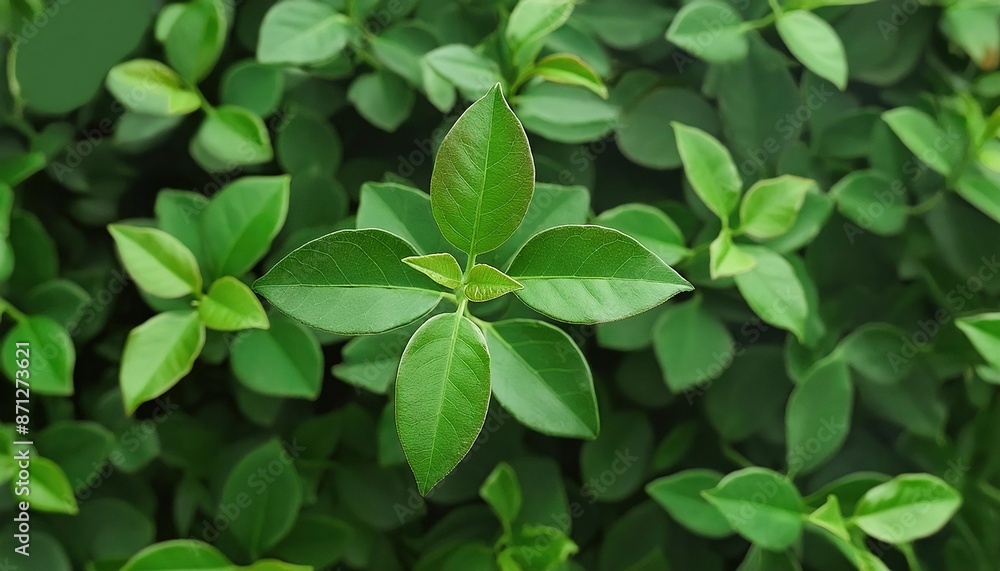 Vibrant Green Leaves in Lush Garden Vibrant Green Leaves in Lush Garden