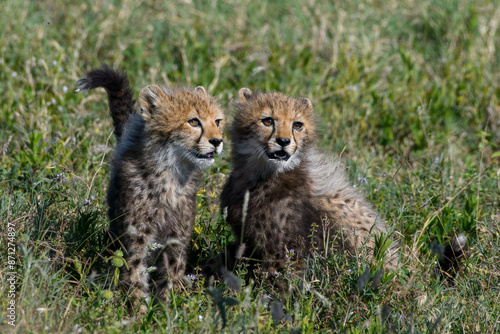 cheetah cub in serengeti