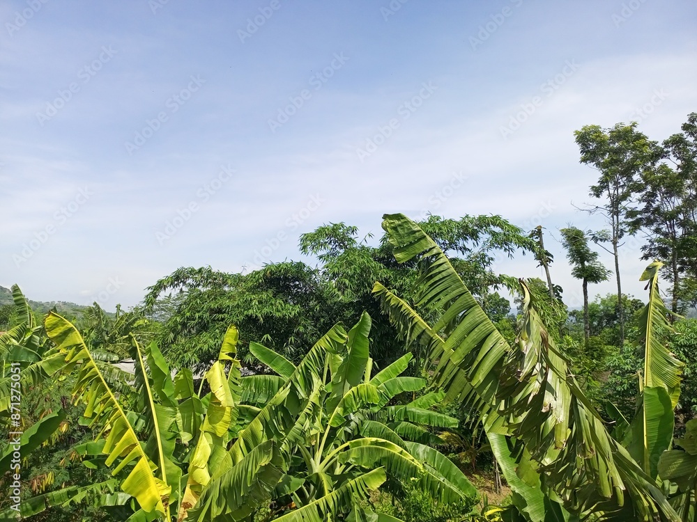 Serene Sky Over Lush Banana Plantation Serene Sky Over Lush Banana Plantation