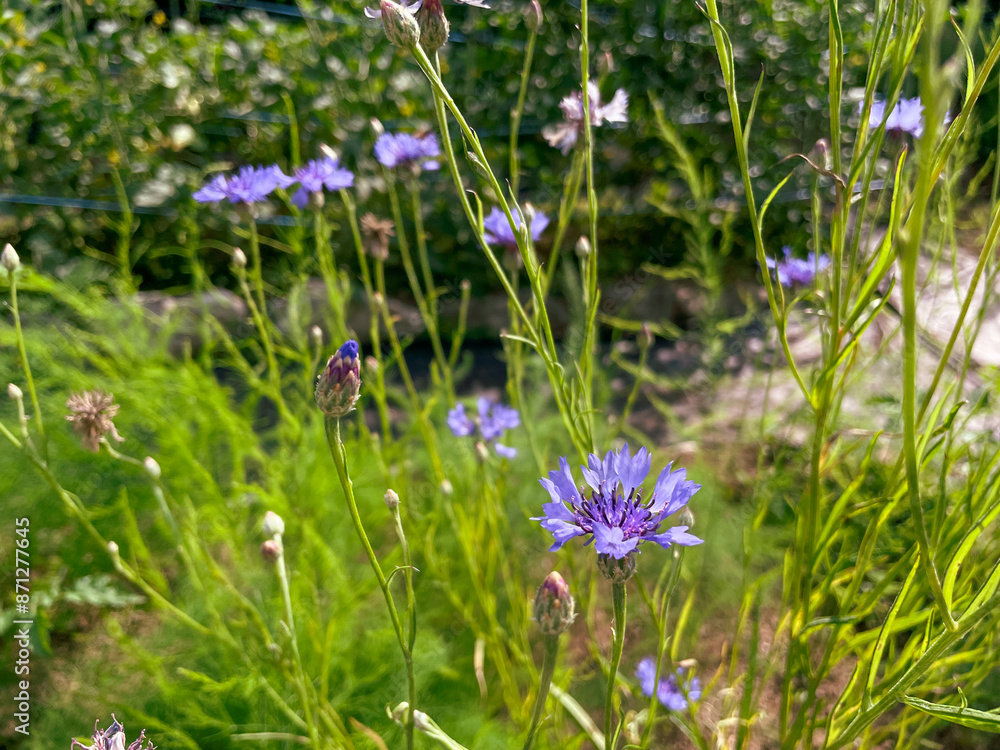 Cornflowers, close-up, garden, purple Cornflowers, close-up, garden, purple