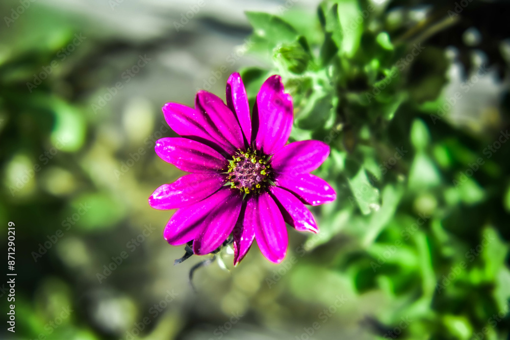 purpple sun purpple sun