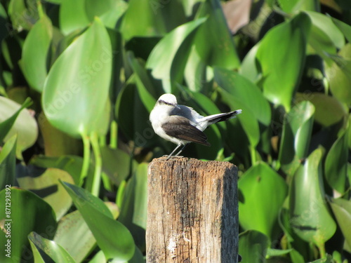 Masked washerwoman - Fluvicola Nengeta - or simply widow, bride or white maria photo