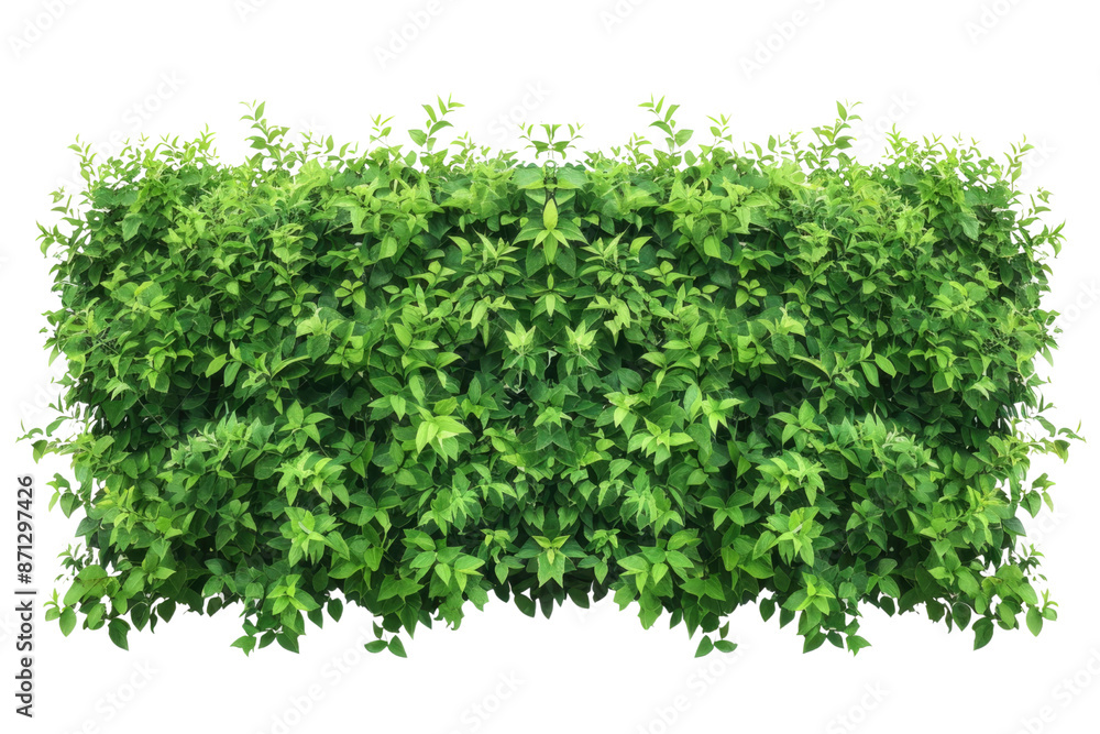 Fototapeta premium Green bush or wall of shrubs isolated on white background. Green leaves wall with clipping path