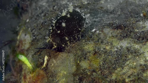 A black clam crawls on a rock lying on the bottom of a tropical sea. Staphylea kauri( Staphylaea staphylaea). photo