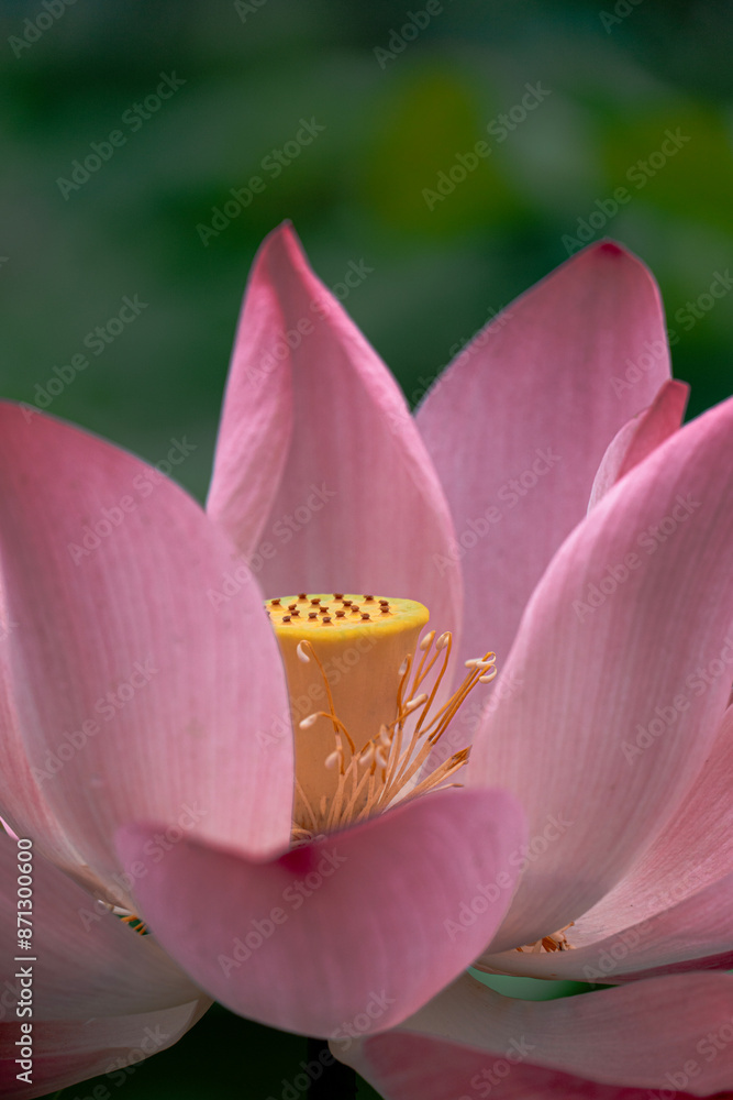 Chinese lotus flowers