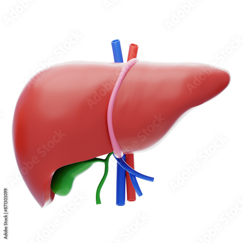 3D The liver functions to detoxify the blood. 3D Icon