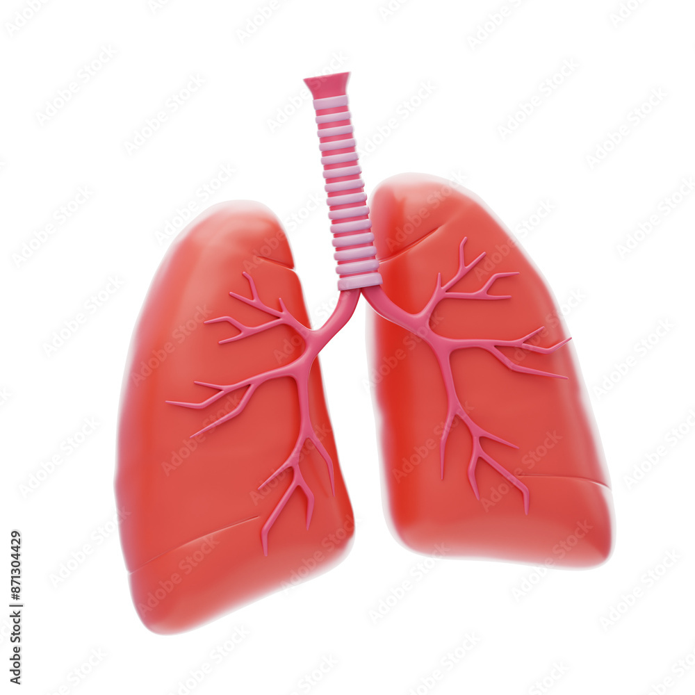 3D lungs respiratory system organs. 3D Icon 3D lungs respiratory system organs. 3D Icon
