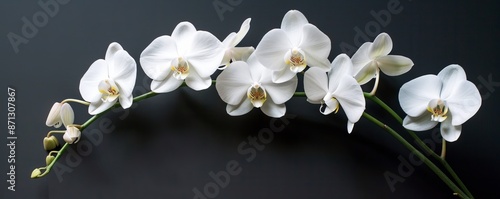 White orchids on a black background, delicate and elegant floral arrangement. Nature and beauty concept