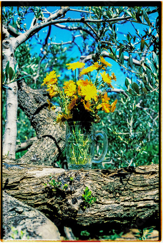 bunch of flowers in a dimple mug, 35mm film
