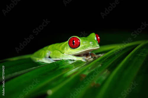 Red-eyed tree frog