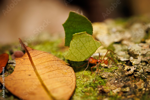 Leafcutter Ant photo