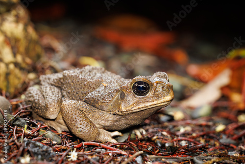 cane toad (Rhinella marina) photo