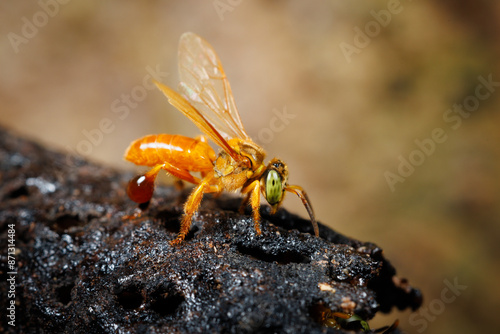 Stingless Bee photo