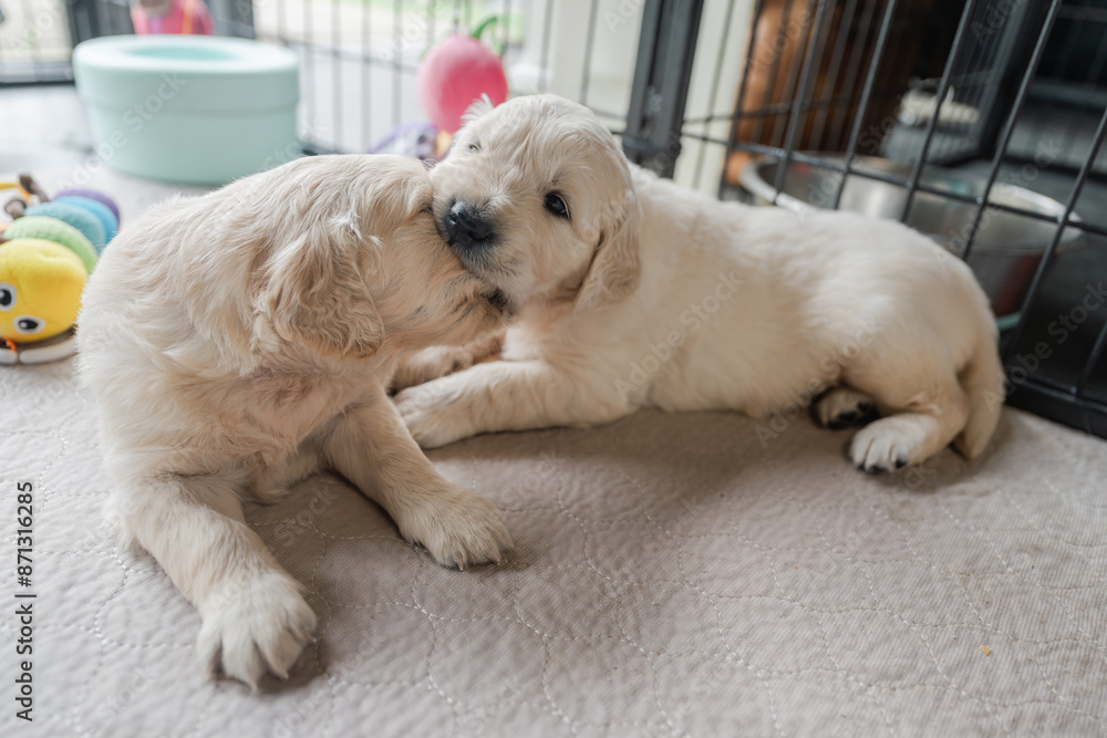 4 week old golden retriever puppies playing 4 week old golden retriever puppies playing