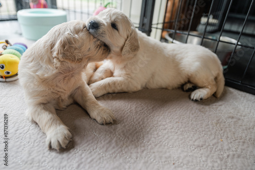 4 week old golden retriever puppies playing photo