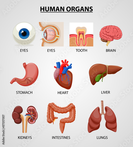 Internal human organs horizontal icon set with lungs heart kidneys pancreas liver stomach brain and other organs vector illustration