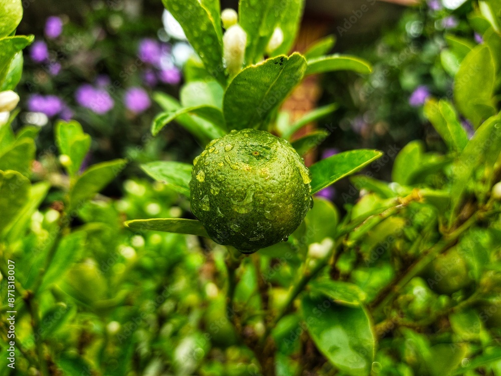 Fototapeta premium Small fruit on the tree
