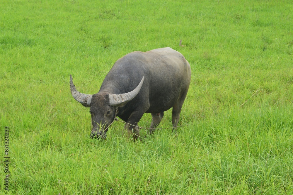 Obraz premium cape buffalo in the wild