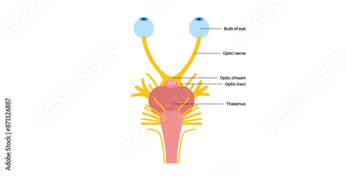 Optic nerve anatomy photo