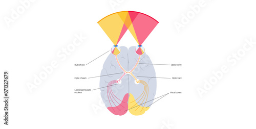 Optic nerve anatomy