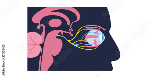 Motor nerves of the eye