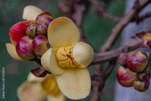 garden orchids