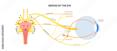Motor nerves of the eye
