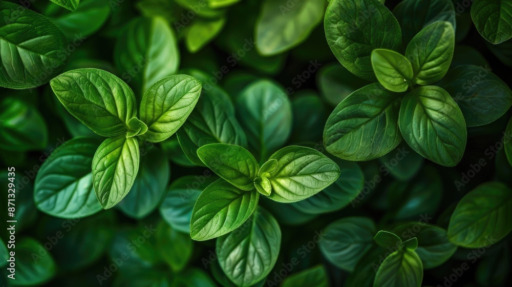 Close up view of green leaves in a garden ideal for background or wallpaper Close up view of green leaves in a garden ideal for background or wallpaper