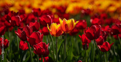 Colorful Tulip flowers on a bright sunny day.