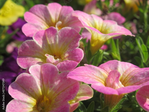 Kwiaty rośliny z gatunku Calibrachoa