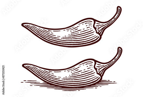 Hand Drawn Chili Pepper, Line Art Engraving Style Vector Illustration